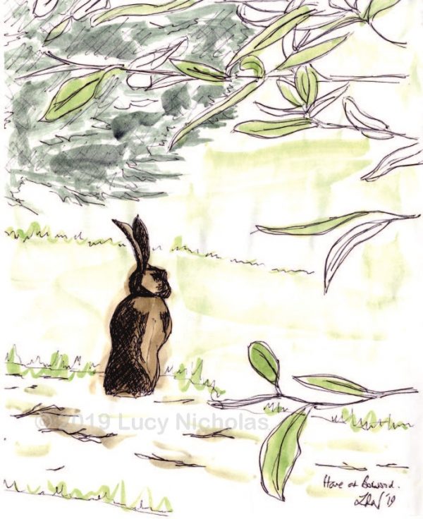 Hare At Bowood