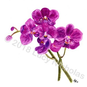 Orchid - Watercolour