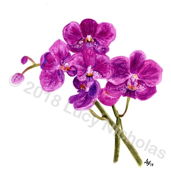 Orchid - Watercolour