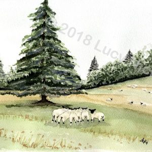 Gathered Sheep At Sandroyd